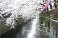 桜（サクラ）1